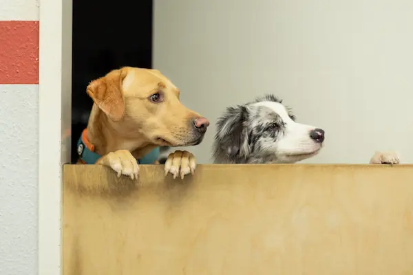 tierarzt_dillingen_hunde