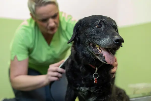 tierarzt_hund