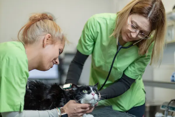 tierarzt_dillingen_katze_behandlung