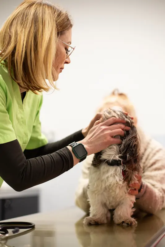 tierarzt_dillingen_hund_behandlung